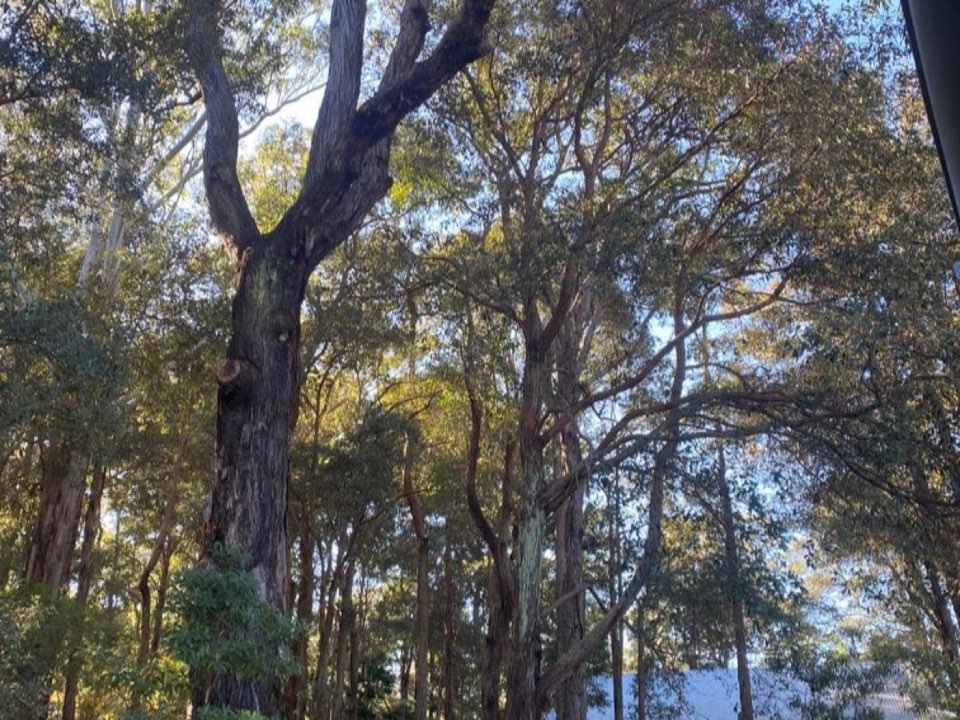 Mature trees in a Derbyshire parkland setting due for routine re-inspection