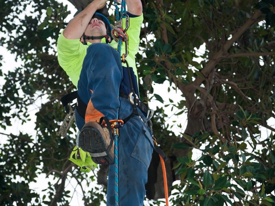 Qualified arborist working in a mature tree during an Enviro Trees UK survey in Derbyshire